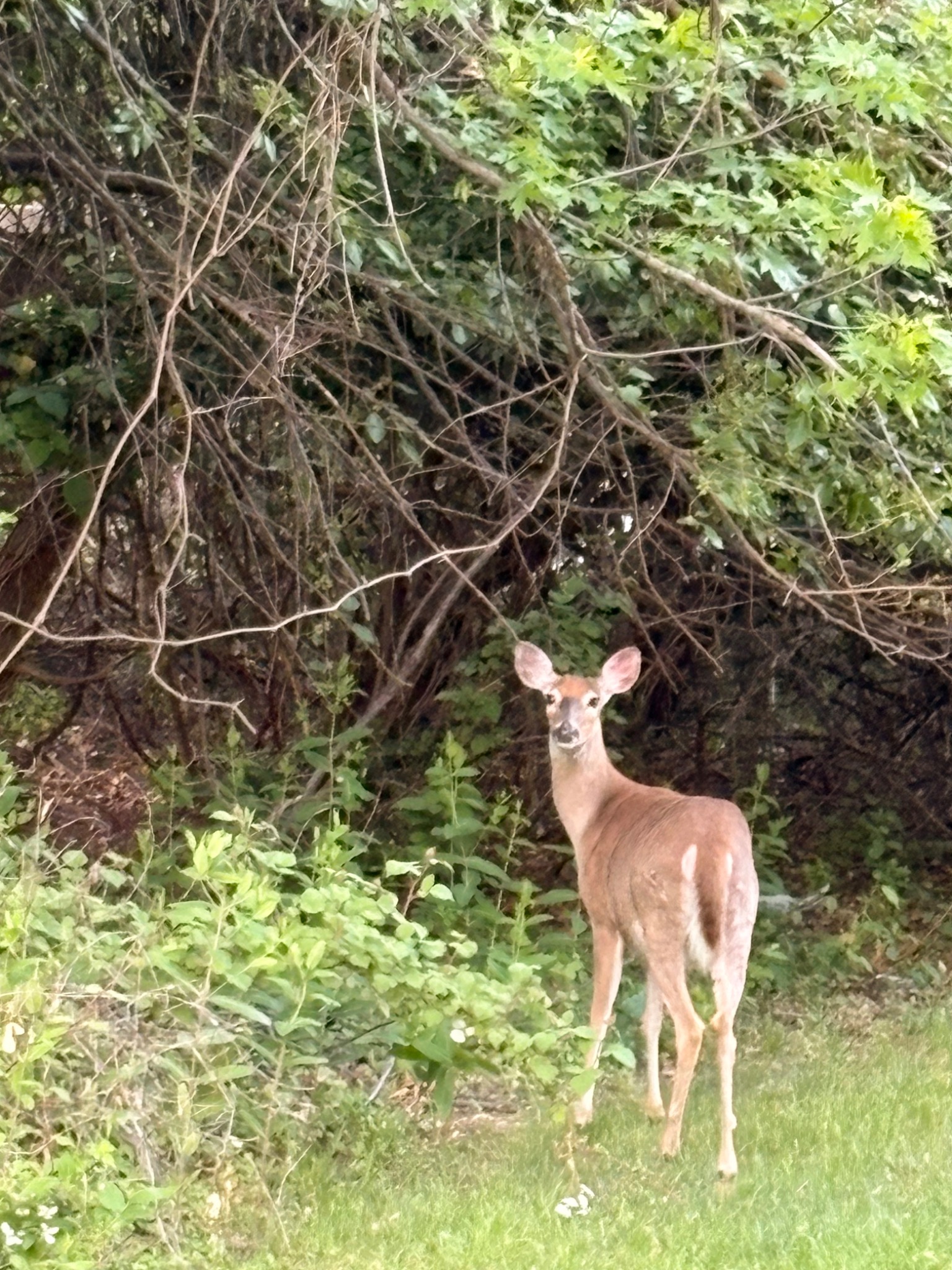 A deer standing quietly at the edge of the woods
