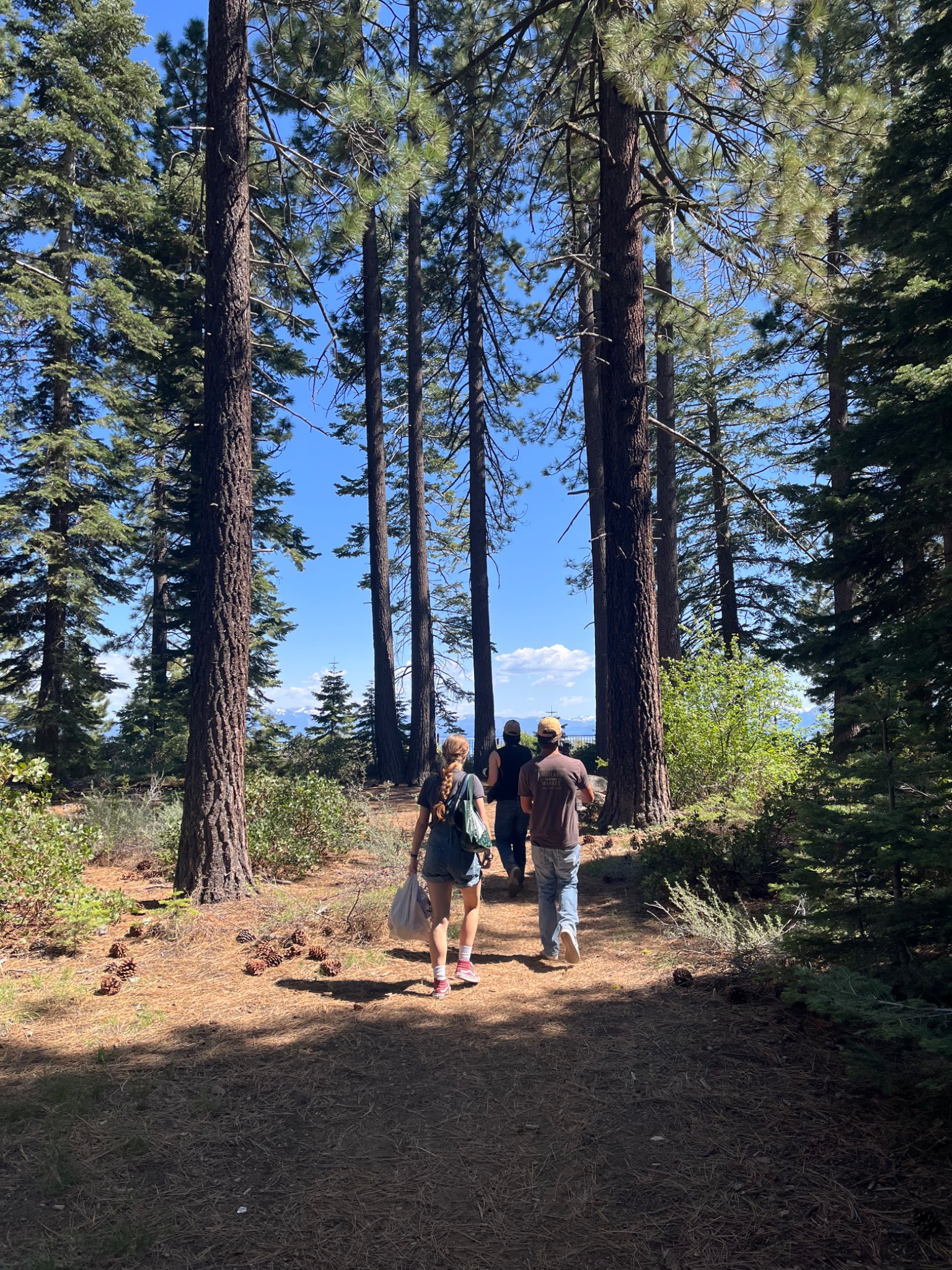 A small group walking together along a forest trail