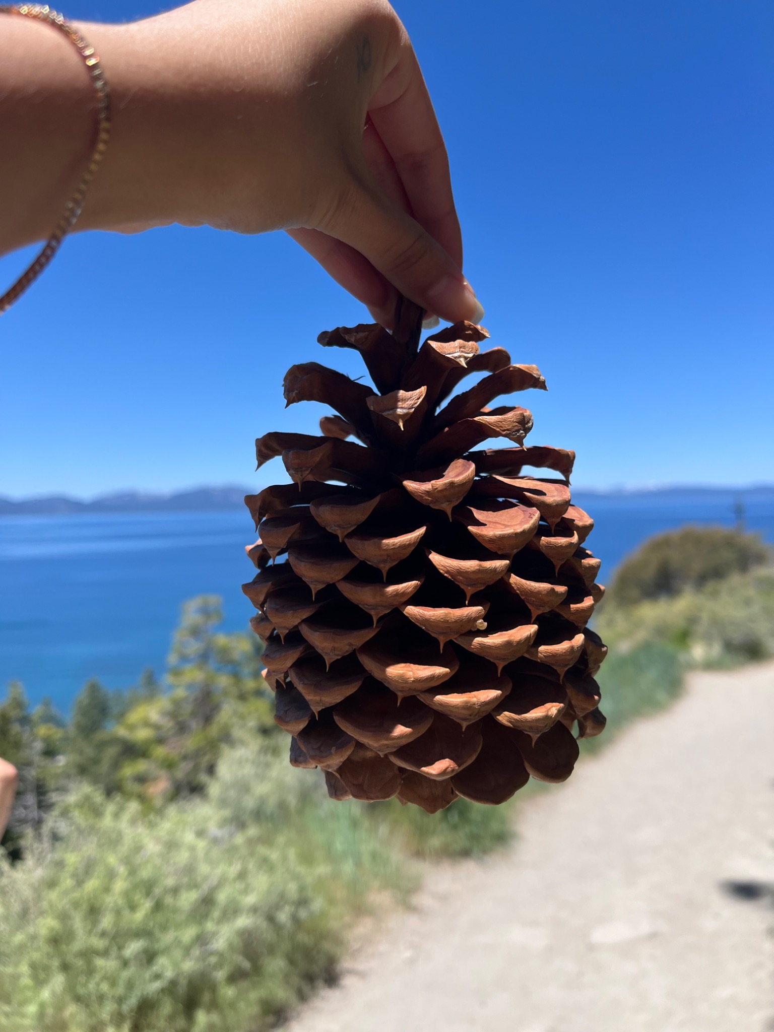 A large pinecone held against a lake and blue sky