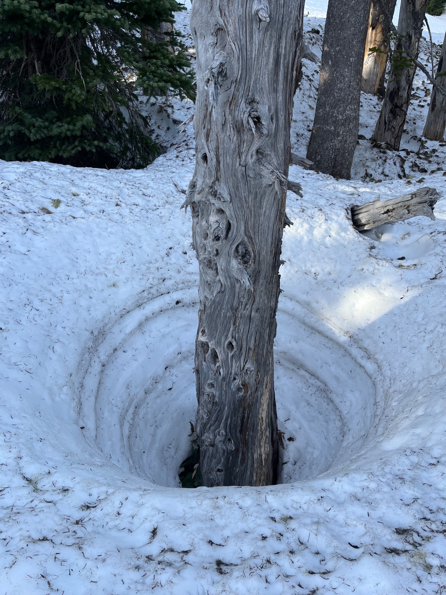 A weathered tree rising through a circular hollow in the snow