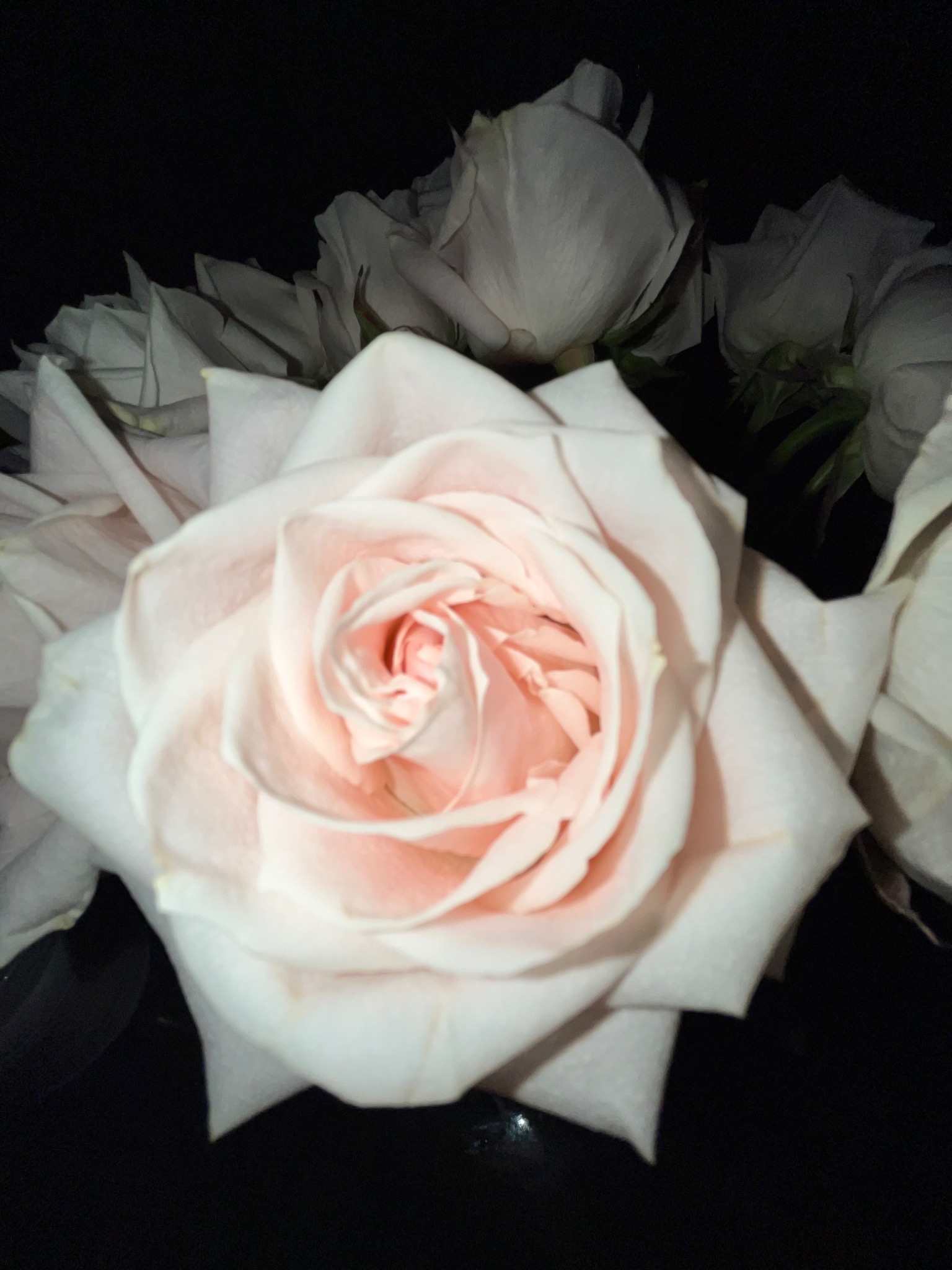 A pale white rose illuminated against a dark background